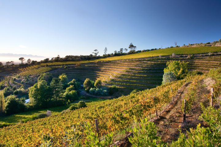 Hills of Constantia Hills of Constantia