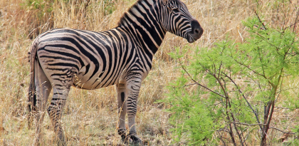 Zebra